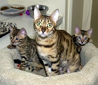 SierraGold Bengals, mama Gwenivere, sons Merlin and Lancelot<br>